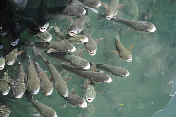 Hungry fish in the Adriatic Sea