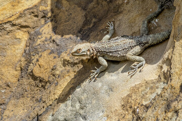 Caucasian Agama (Laudakia caucasia) in the foothills, Caucasus, Republic of Dagestan, Russia