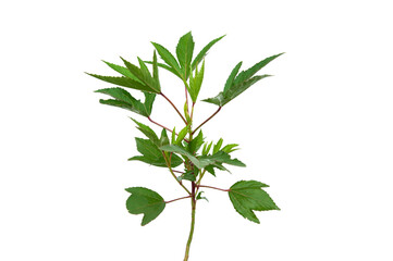 Fototapeta premium Hibiscus sabdariffa tree isolated on white background.