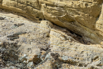 Caucasian Agama (Laudakia caucasia) in the foothills, Caucasus, Republic of Dagestan, Russia