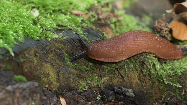 The red slug (Arion rufus), also known as the large red slug, chocolate arion and European red slug, is a species of land slug in the family Arionidae, crawls on mossy trunk.


