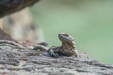 Caucasian Agama (Laudakia caucasia) in the foothills, Caucasus, Republic of Dagestan, Russia