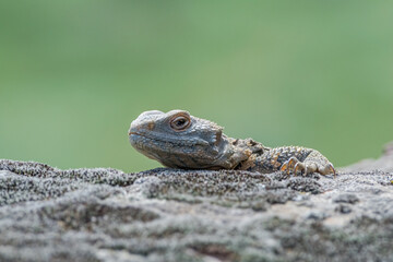Caucasian Agama (Laudakia caucasia) in the foothills, Caucasus, Republic of Dagestan, Russia