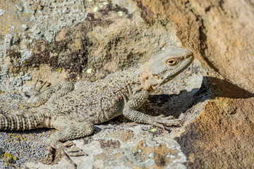 Caucasian Agama (Laudakia caucasia) in the foothills, Caucasus, Republic of Dagestan, Russia