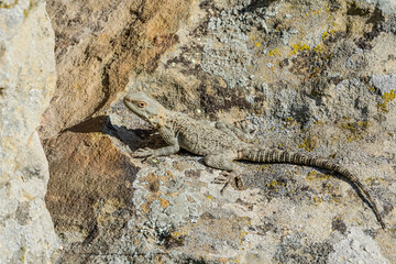 Caucasian Agama (Laudakia caucasia) in the foothills, Caucasus, Republic of Dagestan, Russia