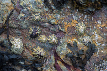 Coral on the rock