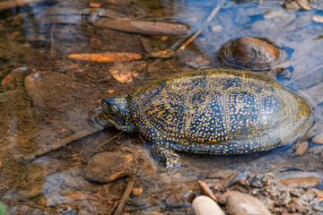 European Pond Turtle (Emys orbicularis) in stream, Caucasus, Republic of Dagestan, Russia