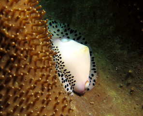 Black-spotted egg cowrie Boracay Island Philippines