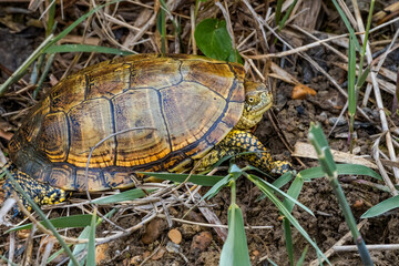 European Pond Turtle (Emys orbicularis) in stream, Caucasus, Republic of Dagestan, Russia