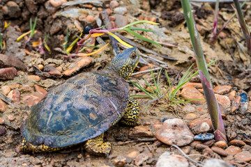 European Pond Turtle (Emys orbicularis) in stream, Caucasus, Republic of Dagestan, Russia