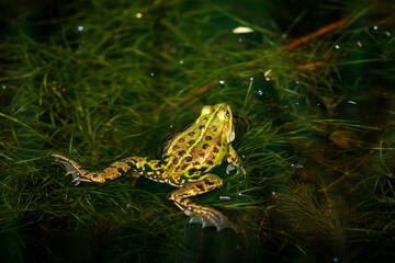 Calling pond frog in the water