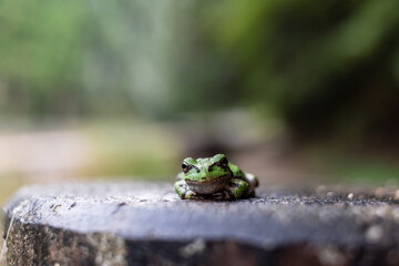 緑の中で座る日本の夏の緑色の小さいカエル