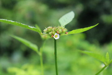 Closeup Shot of Plant with round texture like buds and white flower with beautiful blur background 