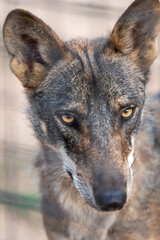 portrait of an iberian wolf, Canis lupus signatus, or canis lupus lupus, in captivity in a spanish zoo
