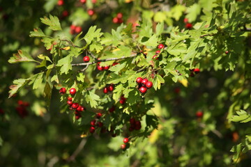 Obraz premium Background of a hawthorn bush with red berries. High quality photo