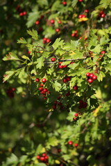 Obraz premium Background of a hawthorn bush with red berries. High quality photo