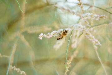 bee on pollinating white flowers