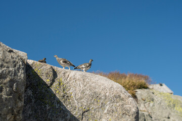 ptarmigan on a rock