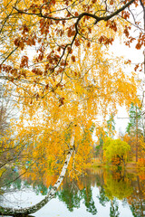 Scenic bright landscape golden multicolored autumn, fall birch tree with yellow leaves along pond. reflection mirrored in river lake surface. Beautiful october november nature outdoor background