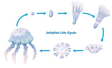 Jellyfish Life Cycle for kids education © GraphicsRF