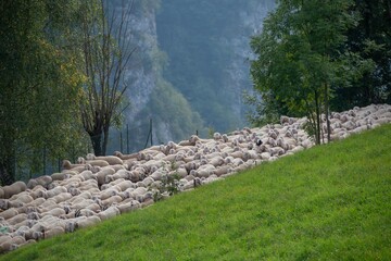 Sheep transhumance