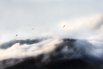 Clouds in the sky.
Flying Birds in the Clouds.