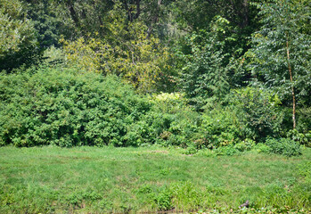 Summer glade surrounded by trees