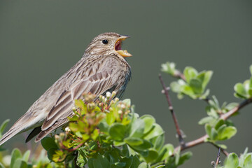 Corn bunting (Emberiza calandra) perched on a tree branch