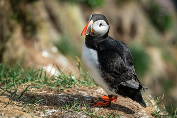 Puffin at Iceland