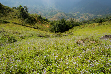 Landscape of Sa Pa, Vietnam, featuring rice fields.