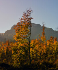 Fototapeta premium Autumn tree in Tatry mountains , Poland 