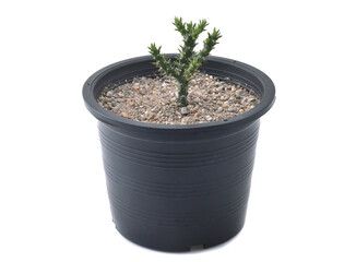 cactus isolated on white background