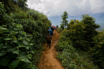Obraz premium Forest in Vietnam.