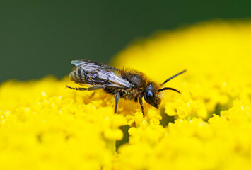 Wild bee collecting nectar on a yellow flower. Close up of the insect.