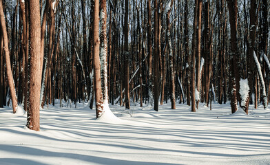Trunks of trees in the winter forest on a clear sunny day.