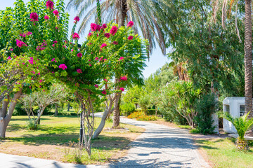 Flowers and trees along beach promenade in Side, Turkey