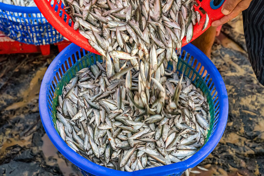Pompano at Tam Tien fish market, Quang Nam, Vietnam