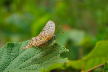 butterfly on leaf