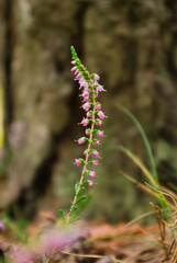 flower of a fern