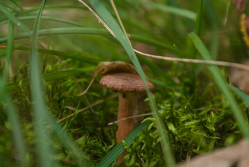 
forest mushrooms growing in the national park