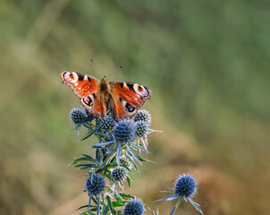 Close-up of a peacock butterfly with antennae sitting on a thorny plant. Selective focus, blurred background, summertime picturesque scenery.