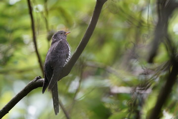 oriental cuckoo in the forest