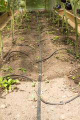 Drip irrigation system in a greenhouse