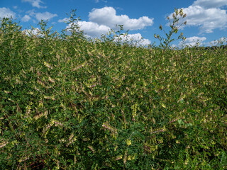 Field of Mongolian milkvetch (Astragalus membranaceus).