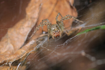agelena labyrinthica spider macro photo