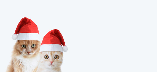 Beige cat and white background Scottish kitten sitting in a red Christmas hat. I look at camera. Banner for the web. White background.