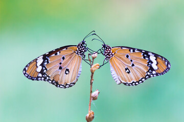 Plain Tiger Danaus chrysippus butterfly drinking nectar the flower plant in natures green background
