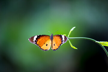 Fototapeta na wymiar Plain Tiger Danaus chrysippus butterfly drinking nectar the flower plant in natures green background 