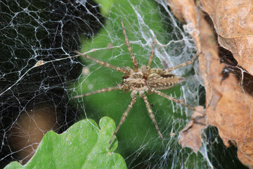 agelena labyrinthica spider macro photo