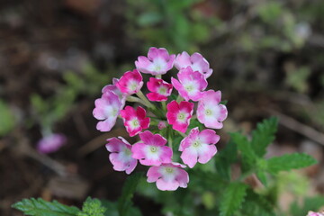 春の庭に咲くバーベナのピンク色の花